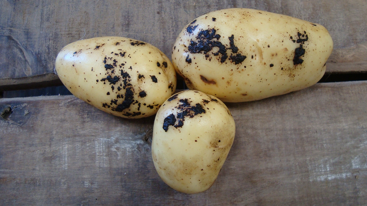 Batata protegida desde a raiz | BASF