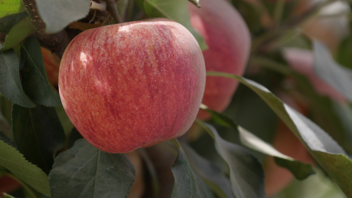 Api Manaza Estructura Etiquetada De Una Manzana Etiqueta De Jugo De Manzana