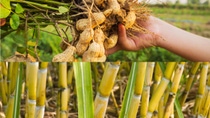 AR Cultivo de mani y caña de azucar.jpg AR Cultivo de mani y caña de azucar.jpg