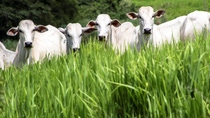 Bueyes en el fondo con pasto verde BASF Argentina Bueyes en el fondo con pasto verde BASF Argentina