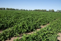 Campo de cultivo de maní Campo de cultivo de maní