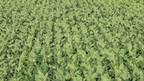 AR Cultivo de tabaco AR Cultivo de tabaco