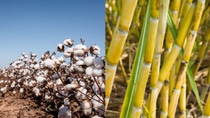 PY-algodon-caña-de-azucar.