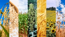 PY-arroz-avena-trigo-sorgo-maiz-soja-girasol. PY-arroz-avena-trigo-sorgo-maiz-soja-girasol.