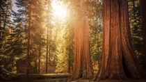 California Sierra Nevada Ancient Woodland. Giant Sequoia Trees in Sequoia National Forest



