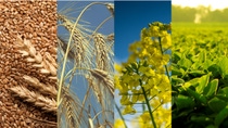 UY-cultivo-trigo-cebada-colza-canola-soja