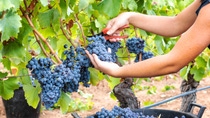 Cannonau grapes. Young woman manually harvesting the bunches of grapes with scissors. Traditional agriculture. Sardinia.; Shutterstock ID 2204255969; purchase_order: ; job: ; client: ; other: 