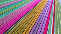 A daytime view of colourful tulips in a row from a high viewpoint A daytime view of colourful tulips in a row from a high viewpoint
