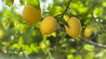 Tres limones en el arbol BASF Argentina Tres limones en el arbol BASF Argentina