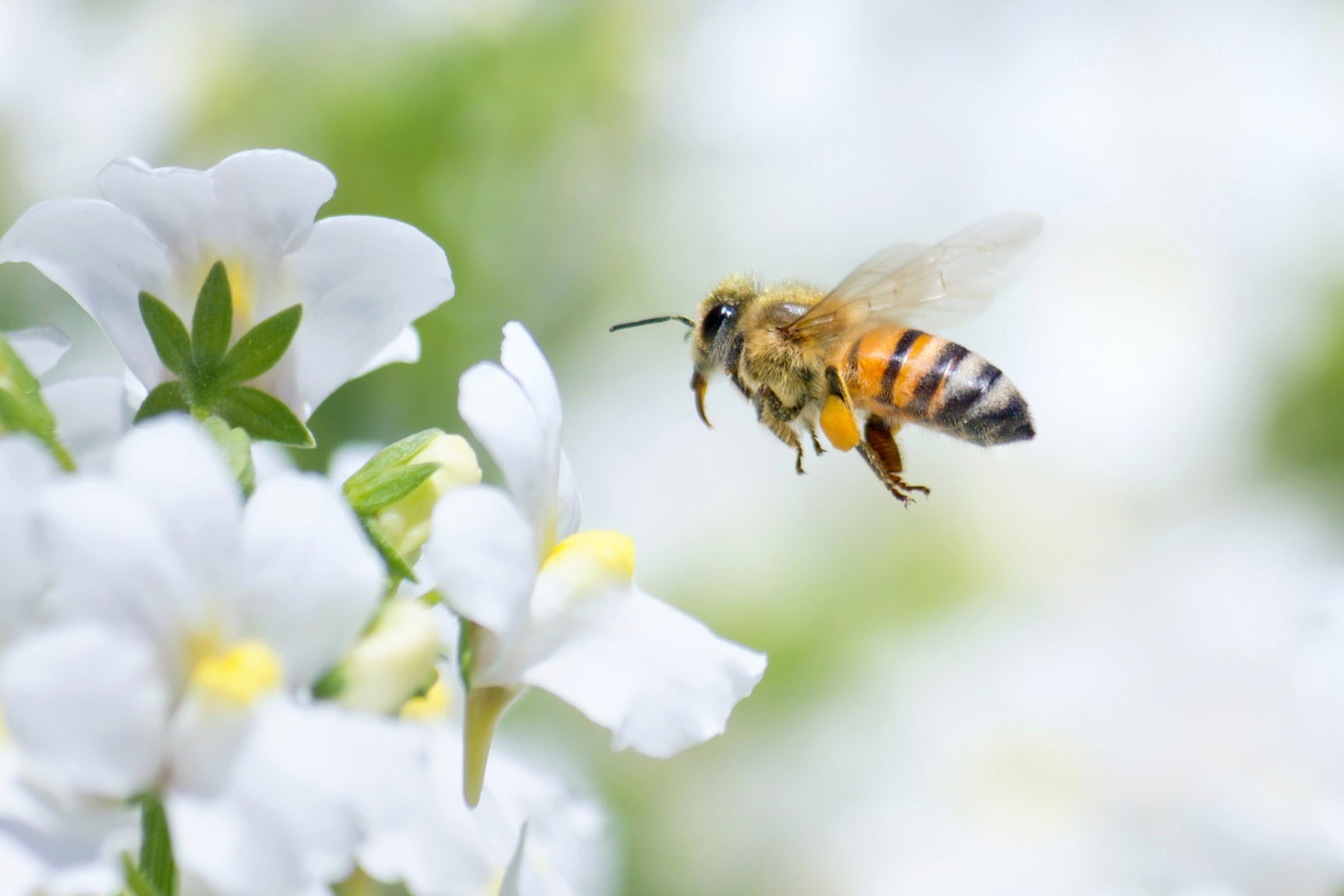 Bee approaching a flower Bee approaching a flower