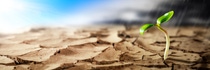 Planta que crece en un desierto seco y caluroso con sol y tormenta de lluvia en el horizonte - Concepto de nueva vida/esperanza; Identificación de Shutterstock 1408862603; orden_compra:1086744798; trabajo:Tobias Schulte; cliente:APM/KB; otro:20752280