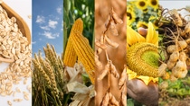 PY-cultiv-avena-trigo-maiz-soja-girasol-mani PY-cultiv-avena-trigo-maiz-soja-girasol-mani