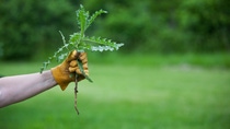 a leather work glove hand holds onto a freshly pulled thistle weed in a horizontal orientation