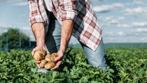 cropped shot of gardener in checkered shirt holding potatoes while working on farm; Shutterstock ID 695701651; purchase_order:1086767046; job:; client:; other: