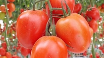 Fotografia del cultivo de tomate en Colombia Fotografia del cultivo de tomate en Colombia