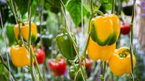 Bell pepper on the tree Bell pepper on the tree