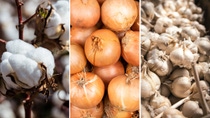 AR Cultivo de algodon, cebolla y ajo.jpg AR Cultivo de algodon, cebolla y ajo.jpg