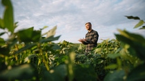 Agronomist inspecting soya bean crops growing in the farm field. Agriculture production concept. young agronomist examines soybean crop on field in summer. Farmer on soybean field; Shutterstock ID 1470523241; purchase_order:1086767046; job:; client:; other: Agronomist inspecting soya bean crops growing in the farm field. Agriculture production concept. young agronomist examines soybean crop on field in summer. Farmer on soybean field; Shutterstock ID 1470523241; purchase_order:1086767046; job:; client:; other: