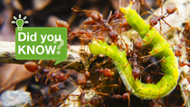 Multiple fire ants attacking a caterpillar. Multiple fire ants attacking a caterpillar.