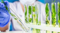 Young plant sprouts in test tubes in a lab Young plant sprouts in test tubes in a lab