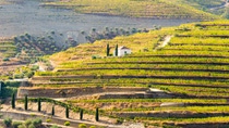 Douro valley on sunny day green hills with vineya Douro valley on sunny day green hills with vineya