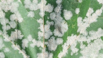 Grapevine diseases Mildew, grape leaves; Shutterstock ID 2056352906; purchase_order: ; job: ; client: ; other: Grapevine diseases Mildew, grape leaves; Shutterstock ID 2056352906; purchase_order: ; job: ; client: ; other: