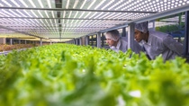 Equipo de especialistas en biotecnología observando bastidores de cultivos de lechuga iluminados con LED en una instalación agrícola vertical. Equipo de especialistas en biotecnología observando bastidores de cultivos de lechuga iluminados con LED en una instalación agrícola vertical.