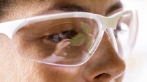 A scientist wearing safety glasses examines a soybean plant. A scientist wearing safety glasses examines a soybean plant.