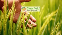 UY-arroz-Clearfield