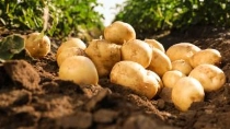 Cultivo de Papa