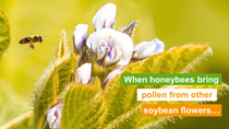 When honeybees bring pollen from other soybean flowers....