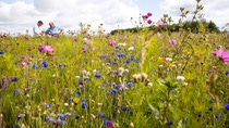 On the English farm "The Grange”, modern agriculture and the protection of biodiversity go together. The farm is supported by the European Farm Network, a BASF partnership with experts for agriculture and nature protection. Farmers, experts for agriculture and for nature conservation join their knowhow and create measures for sustainable and productive farming.
One of the measures is the planting of flower strips in unprofitable field areas. Apart from the high yielding fields for cereal production, new habitats for wildlife are created.
Andrew Pitts, UK farmer (left), and Graham Hartwell, Environmental Stewardship, BASF (right), examine the development of the flowering strips. On the English farm "The Grange”, modern agriculture and the protection of biodiversity go together. The farm is supported by the European Farm Network, a BASF partnership with experts for agriculture and nature protection. Farmers, experts for agriculture and for nature conservation join their knowhow and create measures for sustainable and productive farming.
One of the measures is the planting of flower strips in unprofitable field areas. Apart from the high yielding fields for cereal production, new habitats for wildlife are created.
Andrew Pitts, UK farmer (left), and Graham Hartwell, Environmental Stewardship, BASF (right), examine the development of the flowering strips.