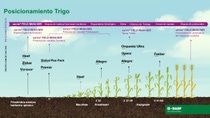 Fenogramas-Oferta-Integral-TRIGO Fenogramas-Oferta-Integral-TRIGO