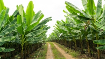 Banana garden.; Shutterstock ID 682364611; purchase_order: -; job: -; client: -; other: -