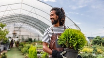 A happy male Middle Eastern florist smiling and looking away from the camera while holding a plant in his hands. He is working outside on a beautiful sunny day. The garden center employee is wearing protective gloves and an apron. A happy male Middle Eastern florist smiling and looking away from the camera while holding a plant in his hands. He is working outside on a beautiful sunny day. The garden center employee is wearing protective gloves and an apron.