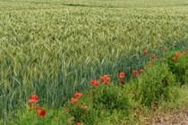 UY-cultivo-de-cebada UY-cultivo-de-cebada