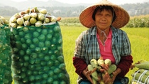 Farmer with corn cobs in her hands