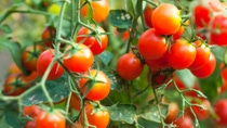 Fotografia del cultivo de tomate Fotografia del cultivo de tomate