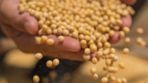 Las manos del hombre con granos de soja cayendo Las manos del hombre con granos de soja cayendo