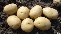 AR-cultivo-de-papa AR-cultivo-de-papa
