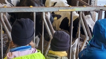 Study trip in a dairy farm_1 Study trip in a dairy farm_1