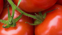 Detalle de la cosecha de tomates Detalle de la cosecha de tomates