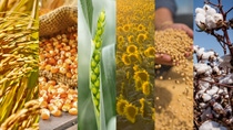 AR-arroz-maiz-trigo-girasol-soja-algodon