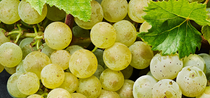 Light grapes