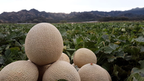 Fotografia de melón Fotografia de melón