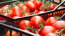 Bins full of juicy, red tomatoes after harvest