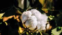 A picture of a cotton crop