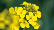 Close macro view on the young colza flowers Close macro view on the young colza flowers