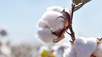 Close up of cotton bolls in a cotton field Close up of cotton bolls in a cotton field
