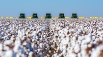 Correntina, Bahia, Brazil, February 26, 2019: Agriculture - Machines in formation harvesting ripe cotton, high productivity, aerial image, cotton bales in the field, blue sky - Agribusiness; Shutterstock ID 1662184774; purchase_order: ; job: ; client: ; other:  Correntina, Bahia, Brazil, February 26, 2019: Agriculture - Machines in formation harvesting ripe cotton, high productivity, aerial image, cotton bales in the field, blue sky - Agribusiness; Shutterstock ID 1662184774; purchase_order: ; job: ; client: ; other:
